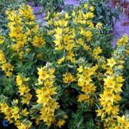 fredløs__prikbladet__gule_blomster__lysimachia__punctata_