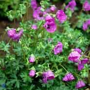 storkenæb__hvidgrå_storkenæb__rødlilla_blomster__geranium__cinereum_var__subcaulescens_