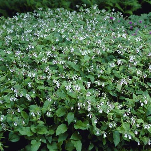 kulsukker__symphytum_grandiflorum_wisley_blue