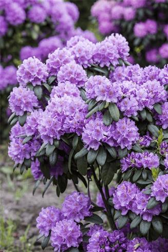 rhododendron__lilla__leveres_i_p15_potte__catawbiense_grandiflorum_