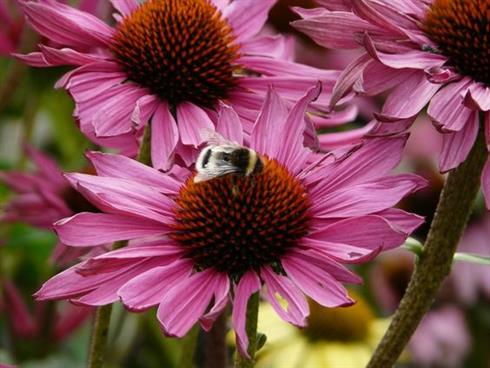 purpursolhat__echinacea_purpurea_ruby_glow