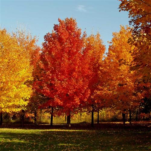 sukkerløn__3050_cm_med_potte__acer_saccharum__