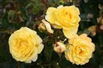 Storblomstrende roser Roser 