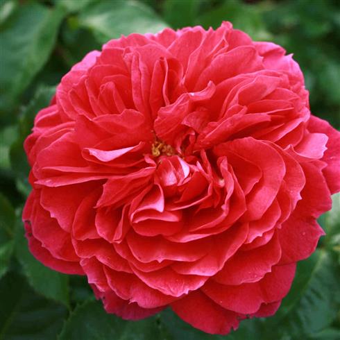 ryslinge_rosen__violet__buketroser__