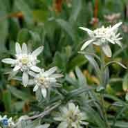 edelweiss__leontopodium__alpinum_
