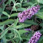sommerfuglebusk__ile_de_france__2050_cm_med_p9_potte__buddleja_davidii_