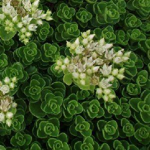 stenurt__sedum_spurium_album