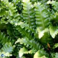 hjortetunge__kruset__asplenium__scolopendrium_undulatum_