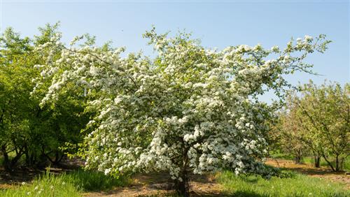 tjørn__engriflet__skovplante_-_hækplante_-_allétræ_-_crataegus_monogyna__