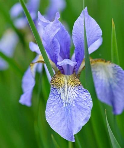 iris_sibirica_perrys_blue