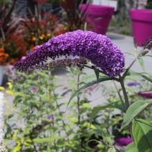 sommerfuglebusk__african_queen__mørkviolet__buddleja_davidii_