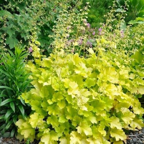 alunrod__heuchera_lime_marmalade