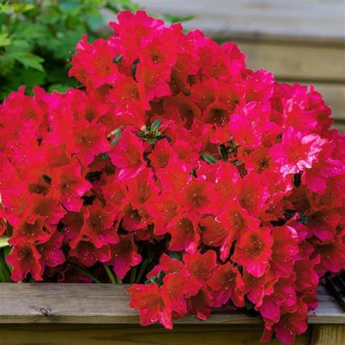 azalea__rød__leveres_i_p12_potte__arabesk