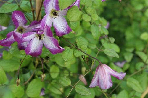 clematis__viticella__minuet__hvid_med_violet_kant__leveres_med_potte__småblomstrende__mp-34__