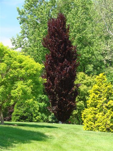 bøg__søjleblodbøg__dawyck_purple__fagus_sylvatica_dawyck_purple__haveplanter_allétræer__