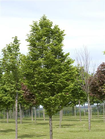 søjlerøn__sorbus__thur__fastigiata__175-200_cm_med_klump__