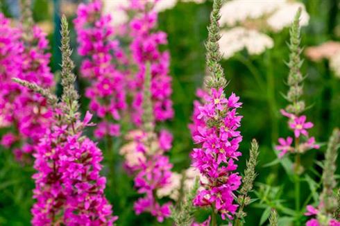 kattehale__lythrum_salicaria_morden_pink