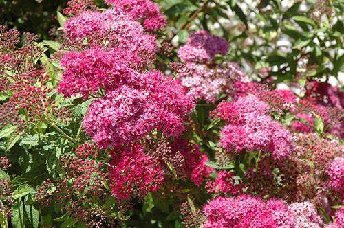spiræa__darts_red__2030_cm__leveres_barrodet__spirea_bumalda__