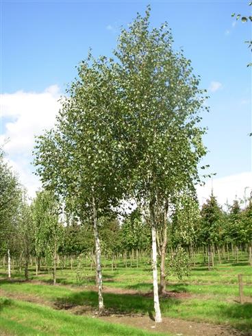 himalayabirk__betula__utilis_doorenbos__175-200_cm_med_klump_