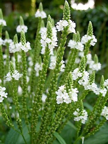 spydjernurt__verbena_hastata_alba