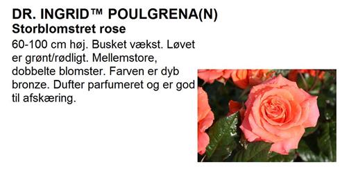 dr__ingrid__dyb_bronze__storblomstrende_roser__