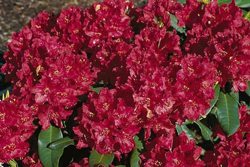 rhododendron__rød__4050_cm_med_potte_eller_klump__hybrid_red_impulse__