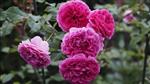 Engelsk rose Roser 