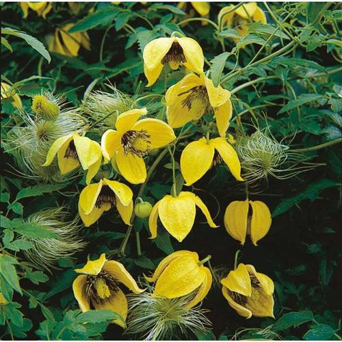 clematis__orientalis__bill_mackenzie__gul__leveres_med_potte__bjergskovranke__mp-34_