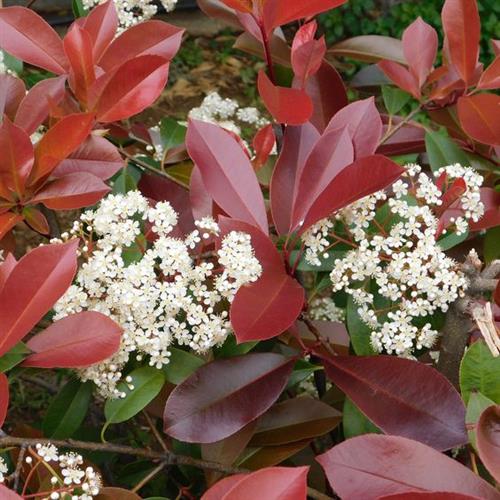 glansmispel__red_robin__photinia__fraseri_