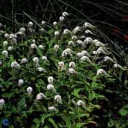 fredløs__hvide_blomster__lysimachia__clethroides_