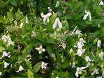 Integrifolia Clematis