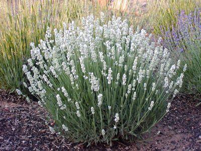 lavendel_hvid__lavandula_angustifolia_alba