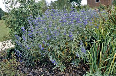 blåskæg__3050_cm_med_potte__caryopteris_clandon_heavenly_blue__