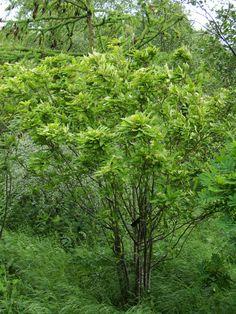 røn__perlerøn__sorbus_koehneana__haveplanter__læhegn__