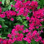 høstfloks__cerise_røde_blomster__phlox__paniculata__kirchenfürst_