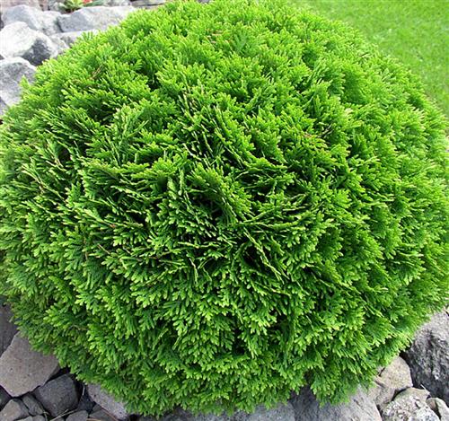 thuja__danica__occidentalis__kugleformet__haveplanter
