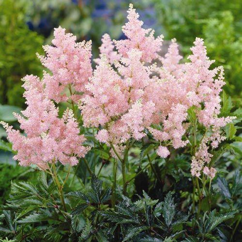 astilbe__erika_