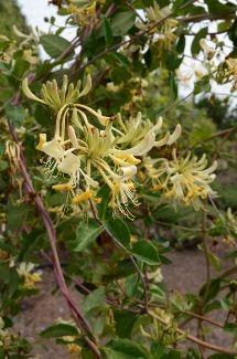 kaprifolia__gulorange__graham_thomas__caprifolium_lonicera__leveres_med_potte__med_duft__