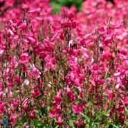 rørblomst__penstemon__garnet_