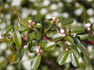dværgmispel__dammeri__1025_cm_med_potte__cotoneaster_dammeri__skogholm__