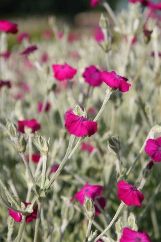 haveklinte__lychnis_coronaria