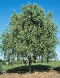 pil__proptrækkerpil__200250_cm_med_klump__salix_matsudana_