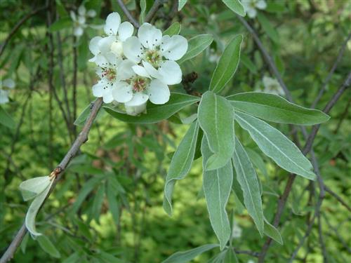 prydpære__pyrus_salicifolia_