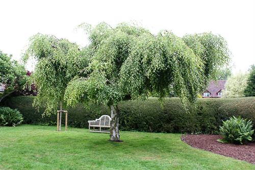 birk__lille_sørgebirk__betula_pendula_youngii__haveplanter_allétræer_