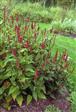 Urt - Persicaria Stauder