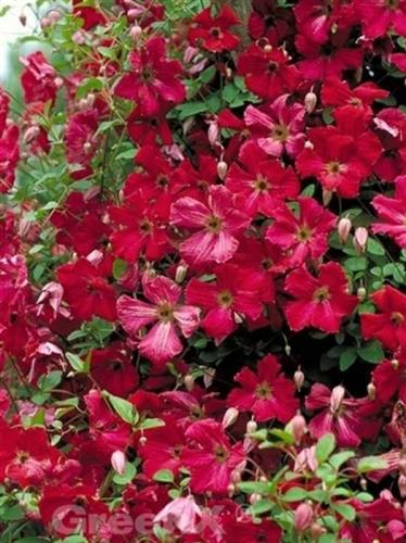 clematis__viticella__rubra__rød__leveres_med_potte__småblomstrende__mp-34__