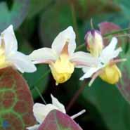 bispehue__gule_blomster__epimedium__versicolor__sulphureum_
