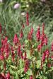 Urt - Persicaria Stauder