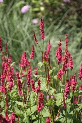 kerte-pileurt__persicaria_amplexicaulis_j_s__caliente