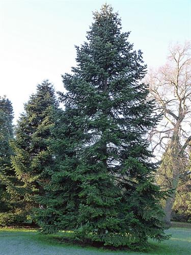 nordmann__tlugi_juletræ___abies_nordmanniana_ambrolauri_tlugi_